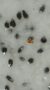 Dikey video. Beyaz Et ve Ejderha Meyvesi 'nin Siyah Tohumu' nun Detaylı Nemli Doku ve Küçük Tohum Yansımaları Taze Egzotik Meyve Dokusuyla Yakın Çekim Macro Görünümü