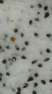 Dikey video. Yarı Kesik Ejderha Meyvesinin Yakın Çekim Çekimi Beyaz Et ve Siyah Tohumlarla Düşerken Dönüşümlü Çapraz Bölüm Taze Egzotik Meyve İç Çekimi