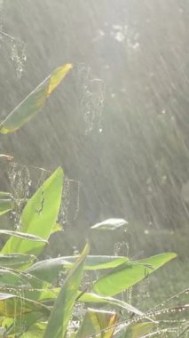 Dikey video. Yoğun Sağanak Altında Tropikal Bitkiler Güneş Işınları Yoğun Yeşillikte, Göz Seviyesi Tropikal Fırtına ve Doğal Dinginlikte Yavaş Hareket Ediyor