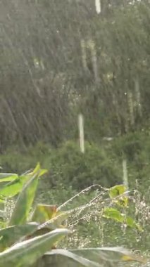 Dikey video. Yeşil Yaprakların Önünde Asılı Sarı Sarmaşıklar Yağmur Altında Arkaplan Işığıyla Sırılsıklam Göz Yağmuru Mevsiminde ve Yeşillik Bitkilerinde