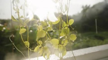 Su Damlacıklarıyla Sarı Sarmaşıklar Bulanık Yağmur ve Lens Işıkları Yakın plan Tropikal Bahçede ve Tazeleyici Yağmurda Damlıyor