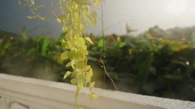 Sarı Sarmaşık Damlayan Su Koyu Yağmurlu Gökyüzü ve Arkaplanda Tropikal Yapraklar Yavaş Çekimde Çekilen Tropikal Yağmur ve Kontrast Atmosfer