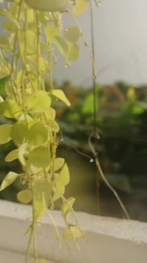 Dikey video. Sarı Sarmaşık Damlayan Su Koyu Yağmurlu Gökyüzü ve Arkaplanda Tropikal Yapraklar Yavaş Çekimde Çekilen Tropikal Yağmur ve Kontrast Atmosfer