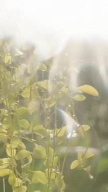 Dikey video. Asılı sarmaşıkların arasından sarkan Altın Gün Işığı Hafif Işıltı Efekti Yağmurlu Bahçe ve Güneş Işığı Uyumuyla Tropikal Yeşilliklere Düşerken