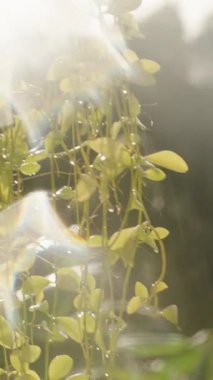 Dikey video. Asılı Asma Asma Asma Asma Asma Asma Asma Asma Asma Asma Asma Asma Asma Asma Asma Asma Asma Asma Asma Asma Asma Asma Asma Asma Asma Asma Asma Asma Asma Asma Asma Asma Asma Asma Asma Asma Asma Asma Asma Asma Asma Asma Asma Asma Asma Asma Asma Asma