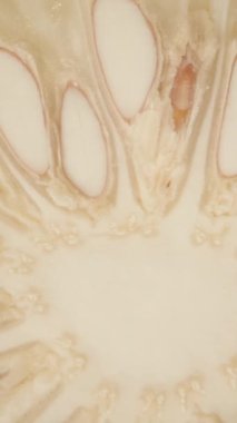 Dikey video. Kesilmiş Pomelo 'nun Dolly Kaydırma Yakından Düşüşü ve Açık Soluk Segmentleri ve Temiz Çembersel Simetriye sahip Merkezi Tohum Kümesi