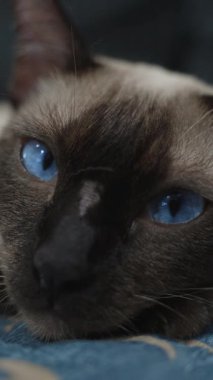 Dikey video. Mavi Gözlü Siyam Kedisi Mavi Kumaşın Üzerinde Uzanıyor Yavaşça Kapanan Gözler ve Uyuyor Sakin ve Huzurlu Atmosferli Evcil Hayvan Uykusunda