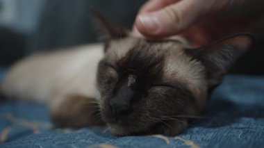 Mavi Kumaş 'ın üzerinde dinlenen Kapalı Gözlü Bir Siyam Kedisiyle Rahatlık ve Bağlanma Eli Nazikçe Kafasını Yakınlaştırarak Huzurlu ve Rahatlatıcı Bir Anı Oluştururken