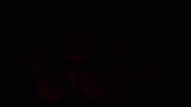 Bir grup Litchis yavaş yavaş karanlıktan çıkıyor Yapraklar Sinematik Işıkta