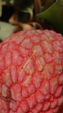 Dikey video. Siyah Arkaplan 'a Karşı Yakın Dolly Kaydırma Çekiminde Çevrelenmiş Yeşil Yapraklarla çevrili Sert Derili Olgun Kırmızı Lychee Ayrıntılı Dokuları Yakalıyor