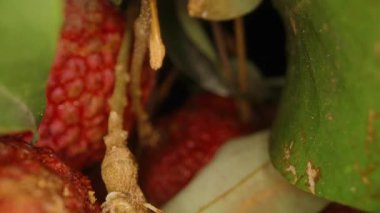 Olgun Kırmızı Meyvelerin Yakın Çekimi Ağaç dallarından sarkan, Önplanda Yeşil Yapraklar, Dallar Arasında Çekilen Dolly Kaydırma Hareketi