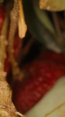 Dikey video. Olgun Kırmızı Meyvelerin Yakın Çekimi Ağaç dallarından sarkan, Önplanda Yeşil Yapraklar, Dallar Arasında Çekilen Dolly Kaydırma Hareketi