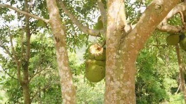 Dikey video. Tropikal Bahçedeki Parlak Güneş Işığındaki Ağaç Gövdesinden sarkan Çoklu Meyveler Yoğun Yeşillik, Doğal Işık, Tropikal Tarım Konseptiyle çevrili