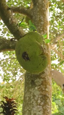 Dikey video. Ağaçta, Güneş Işığı Arkasında Parlak Tropikal Meyve Bahçesi, Orman Arkaplanı, Tropikal Tarım Konsepti