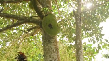 Dikey video. Tropikal Bahçedeki Parlak Güneş Işığındaki Ağaç Gövdesinden sarkan Çoklu Meyveler Yoğun Yeşillik, Doğal Işık, Tropikal Tarım Konseptiyle çevrili