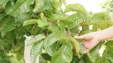 Dikey video. Tropikal Bahçedeki Parlak Güneş Işığındaki Ağaç Gövdesinden sarkan Çoklu Meyveler Yoğun Yeşillik, Doğal Işık, Tropikal Tarım Konseptiyle çevrili