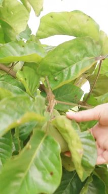 Dikey video. Tropikal Bahçedeki Parlak Güneş Işığındaki Ağaç Gövdesinden sarkan Çoklu Meyveler Yoğun Yeşillik, Doğal Işık, Tropikal Tarım Konseptiyle çevrili