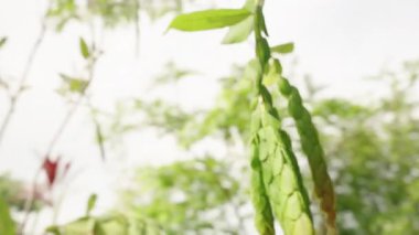 Dikey video. Tropikal Bahçedeki Parlak Güneş Işığındaki Ağaç Gövdesinden sarkan Çoklu Meyveler Yoğun Yeşillik, Doğal Işık, Tropikal Tarım Konseptiyle çevrili