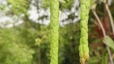 Dikey video. Tropikal Bahçedeki Parlak Güneş Işığındaki Ağaç Gövdesinden sarkan Çoklu Meyveler Yoğun Yeşillik, Doğal Işık, Tropikal Tarım Konseptiyle çevrili