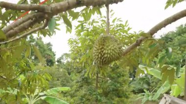 Dikey video. Tropikal Bahçedeki Parlak Güneş Işığındaki Ağaç Gövdesinden sarkan Çoklu Meyveler Yoğun Yeşillik, Doğal Işık, Tropikal Tarım Konseptiyle çevrili