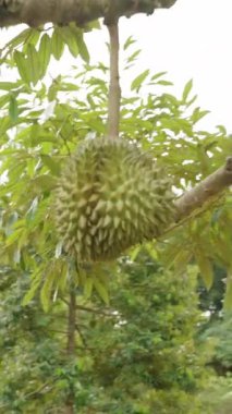 Dikey video. Tropikal Bahçedeki Parlak Güneş Işığındaki Ağaç Gövdesinden sarkan Çoklu Meyveler Yoğun Yeşillik, Doğal Işık, Tropikal Tarım Konseptiyle çevrili