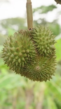 Dikey video. Tropikal Bahçedeki Parlak Güneş Işığındaki Ağaç Gövdesinden sarkan Çoklu Meyveler Yoğun Yeşillik, Doğal Işık, Tropikal Tarım Konseptiyle çevrili