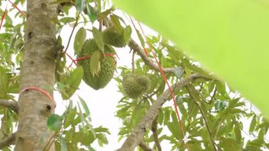 Dikey video. Tropikal Bahçedeki Parlak Güneş Işığındaki Ağaç Gövdesinden sarkan Çoklu Meyveler Yoğun Yeşillik, Doğal Işık, Tropikal Tarım Konseptiyle çevrili