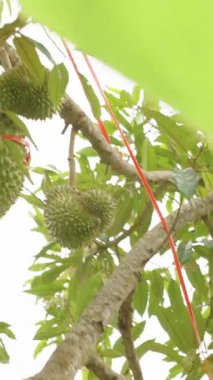 Dikey video. Tropikal Bahçedeki Parlak Güneş Işığındaki Ağaç Gövdesinden sarkan Çoklu Meyveler Yoğun Yeşillik, Doğal Işık, Tropikal Tarım Konseptiyle çevrili