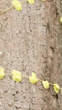 Dikey video. Tropikal Bahçedeki Parlak Güneş Işığındaki Ağaç Gövdesinden sarkan Çoklu Meyveler Yoğun Yeşillik, Doğal Işık, Tropikal Tarım Konseptiyle çevrili