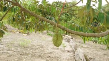 Dikey video. Tropikal Bahçedeki Parlak Güneş Işığındaki Ağaç Gövdesinden sarkan Çoklu Meyveler Yoğun Yeşillik, Doğal Işık, Tropikal Tarım Konseptiyle çevrili