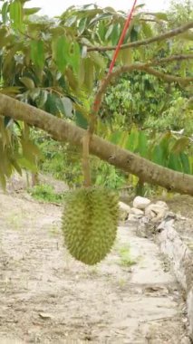 Dikey video. Tropikal Bahçedeki Parlak Güneş Işığındaki Ağaç Gövdesinden sarkan Çoklu Meyveler Yoğun Yeşillik, Doğal Işık, Tropikal Tarım Konseptiyle çevrili