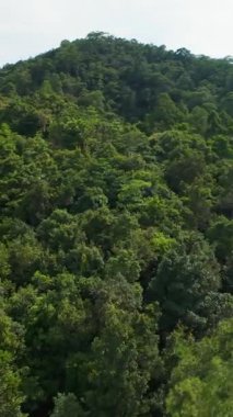 Dikey video. FPV İnsansız Hava Aracı Hızlı Hava Hareketinde Okyanus Görünümlü Yoğun Ağaç Tepesine Dönüyor ve Dalıyor