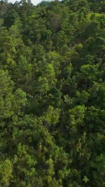 Dikey video. FPV İHA Yoğun Orman ve Dağ Manzarası ile çevrili bir tepede Dinlendirici bir çifte yaklaşıyor.