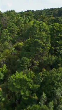 Dikey video. FPV İHA 'sı Hızlı Dinamik Hareketiyle Çevrelenmiş Otlak Ağaçlar ve Parlak Gökyüzü' nde Dinamik Bir Tepenin Üzerinde Dinlenen Çift Havada Dönüyor