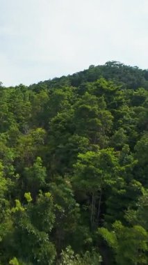 Dikey video. FPV İnsansız Hava Aracı, Hızlı Hareket Açısı 'ndan Gün Işığında Yoğun Yeşil Ormanla çevrili Açıklıkta Oturan Bir Çiftin Alçaktan Aşağı Uçuyor