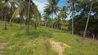 FPV Drone Hindistan cevizi palmiye ağaçlarının arasından tropikal çim tarlasına Sunny Sky 'ın altındaki uzak tepelere doğru zikzak çiziyor.