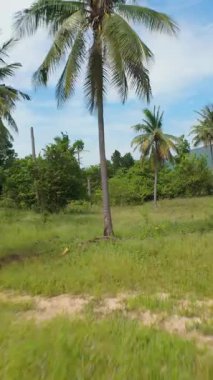 Dikey video. FPV İHA Parlak Tropikal bir günde Palmiye Ağaçları Arasında Uçarken Keskin Dönüyor