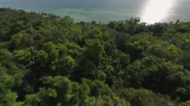 İnsansız Hava Aracı Arkaplanda Okyanus Yansımaları Olan Yoğun Tropikal Ağaç Tepesine Hızla Dalıyor