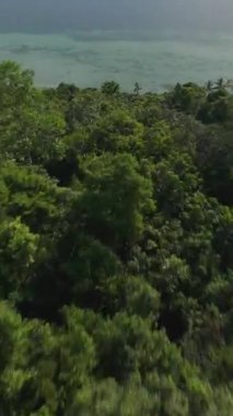 Dikey video. İnsansız Hava Aracı Arkaplanda Okyanus Yansımaları Olan Yoğun Tropikal Ağaç Tepesine Hızla Dalıyor