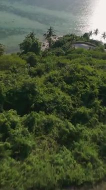 Dikey video. Drone Yeşil Orman ve Açık Okyanus manzaralı Tropikal Sahilde Palmiye Ağaçları Arasında Hızlıca Uçuyor