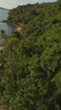 Dikey video. İHA Palm Trees ve Rocky Sahilleri üzerinde Tropikal Kıyı Boyunca Uçuyor Altın Saat boyunca Sağda Yeşil Tepe ile