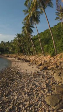 Dikey video. İnsansız Hava Aracı Dar Yol 'un üstünde Uçuyor Akşam Güneşi' nin Sakin Sahil Hattı 'nda Uçan Palmiye ağaçlarının yanında