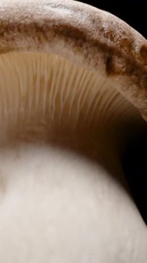 Dikey video. Kral İstiridye Mantarı Dönüşümsüz Dönüşümlü Düşük Açı Yakın Çekim Solungaçları ve Karanlık Arkaplan Sağlıklı Yeme Konsepti ile Alt Dokusunu Vurguluyor