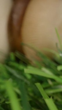 Dikey video. Yeşil Çimen Üzerinde Kral İstiridye Mantarları Grubunda Kamera Düşük Açı Çerçeveli Dolly Kaydırıcısını Kullanıyor, Fantezi Ormanı