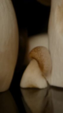 Dikey video. Kamera Uzun Kral Oyster Mantarları Arasında Yansıyan Yüzey Dolly Kaydırağı ve Düşük Perspektif, Gerçeküstü Doğa Konseptinden Yakın Görünüm Kullanıyor