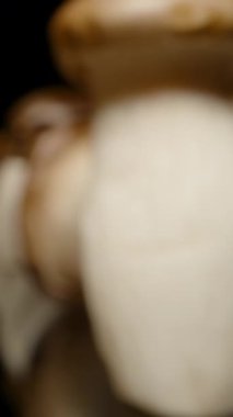 Dikey video. Kamera, Kral İstiridye Mantarları Grubu 'ndan Kayar Düşük Açılı, Derinlik ve Gölgeli, Fantezi Çevre Konsepti' nden Parlak Yüzeye Yansıtılır