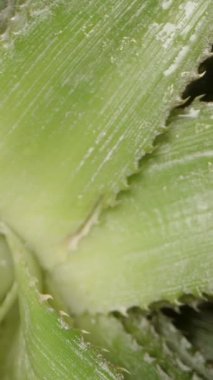 Dikey video. Dolly Hareketi ve Siyah Arkaplanda Yumuşak Işıklandırma ve Tropikal Meyve Konseptiyle Gittikçe Uzaklaşan Pineapple Crown Dönüşü Üst Görünümü