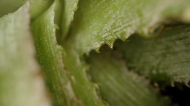 Dolly Zoom Kaydırma Hareketi ile Pineapple Crown 'un Aşırı Yakın Çekimi Yumuşak Odaklı Yeşil Yapraklar ve Doğal Işıklandırma, Tropikal Bitki Detayları Konsepti