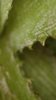 Dikey video. Dolly Zoom Kaydırma Hareketi ile Pineapple Crown 'un Aşırı Yakın Çekimi Yumuşak Odaklı Yeşil Yapraklar ve Doğal Işıklandırma, Tropikal Bitki Detayları Konsepti