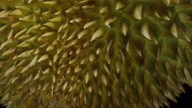Makro Perspektif, Egzotik Tropikal Meyve Konseptinde Dikenli Kabuk ve Dokulu Tabanı Gösteren Yukarı Kayan Kamera ile Dönen Durian 'ın Alt Görünümü